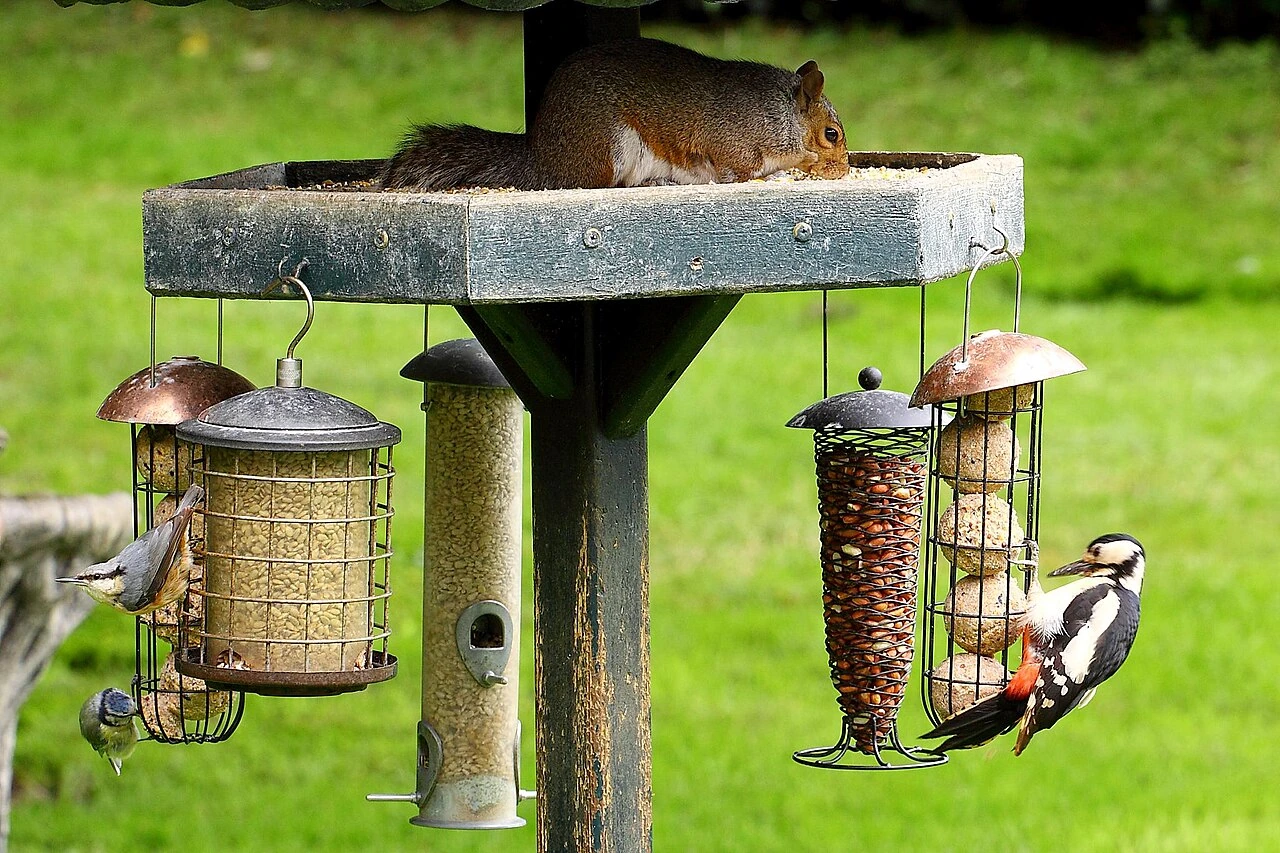 Best Bird Water Feeder: Top Picks and Setup Guide
